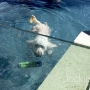 glassfloor overpool dogswimming